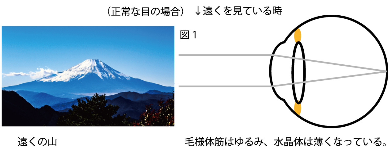 近視のメカニズム