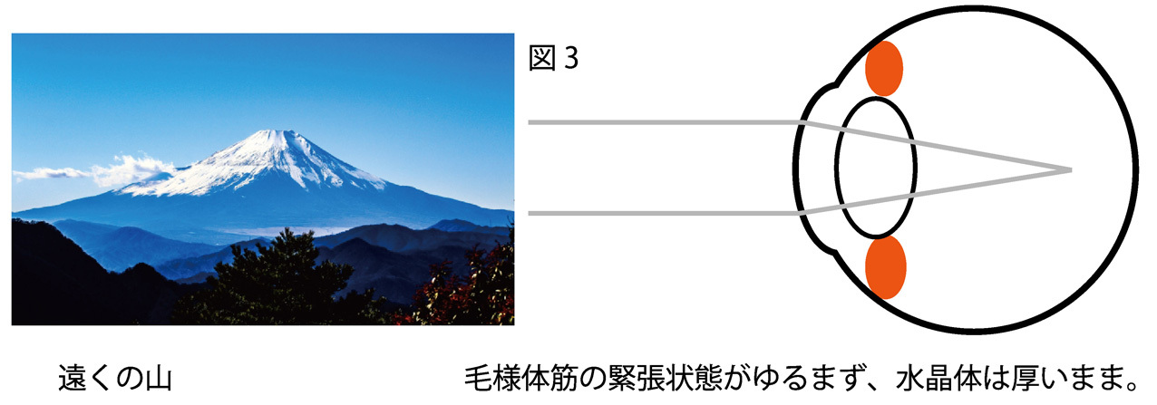 近視のメカニズム3