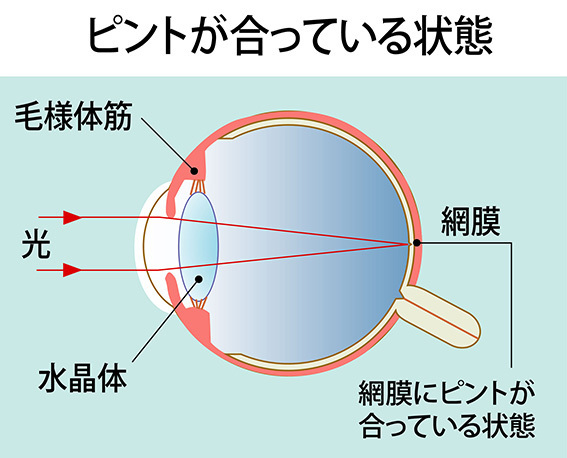 アイパワーにより、毛様体筋のコリがほぐれピントの調節がスムーズになる。